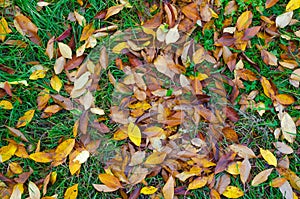 A bunch of yellow and orange leaves on still green autumn grass.