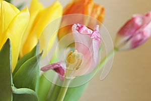 A bunch of yellow, orange and pink tulips with focus on faded flower.