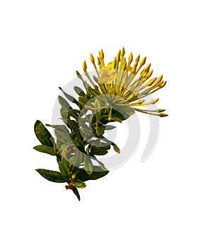 Bunch of yellow petals Ixora flower plant blooming on green leaf, isolated die cut with clipping path on white background