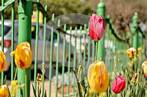 A bunch of yellow and pink tulips standing tall at a roundabout in Delhi and in Mughal Garden at Rashtrapati Bhawan, New Delhi,