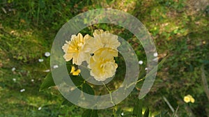 A bunch of yellow roses