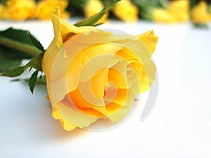 Bunch of yellow roses â€“ one rose single