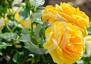 Bunch Yellow single rose with its green leaves in a spring season at a botanical garden.