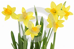 Bunch of yellow spring daffodils photo