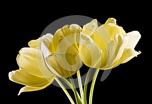 Bunch of yellow tulips on black background