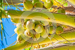 Bunch of the young coconuts