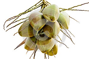 Bunch of young coconuts on tree isolate white background with clipping path.