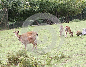 Bunch of young deer in the meadow in the mountains