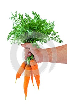 Bunch of a young fresh carrot