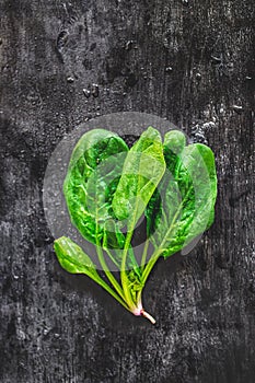A bunch of young fresh juicy green spinach on a dark background. Flat lay. Copy space