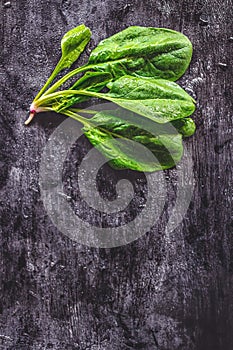 A bunch of young fresh juicy green spinach on a dark background. Flat lay. Copy space