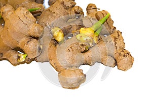 The bunch of young Ginger Zingiber officinale root isolated on white background.