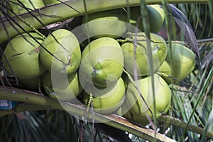 A bunch of young green coconuts on a palm tree
