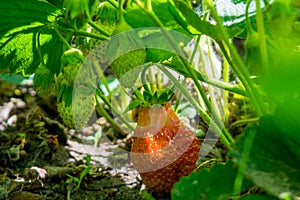 Green and red verdant strawberries singing in the garden