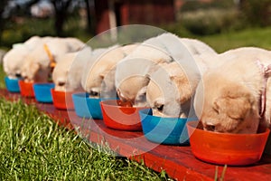 Bunch of small labrador puppies eating from their bowls arranged in a row