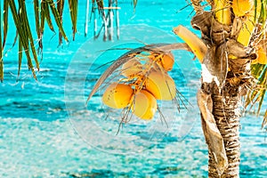 Bunch of the young yellow coconuts on the palm tre