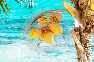 Bunch of the young yellow coconuts on the palm tre