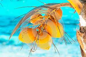 Bunch of the young yellow coconuts on the palm tre