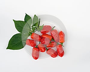 Bunch of Zavory Mild Habanero peppers photo