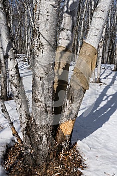 Bunchberrie Meadows Concervation area damaged birch tree protected with burlap fabric
