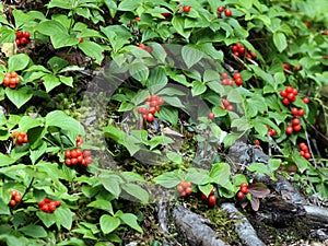 Bunchberries - Cornus canadensis