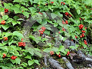 Bunchberries - Cornus canadensis photo