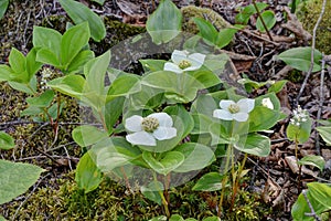 Bunchberry blooming Cornus canadensis
