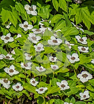 Bunchberry blooms