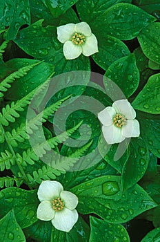 Bunchberry Blossoms and Raindrops