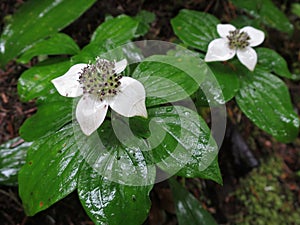 Bunchberry - Cornus canadensis