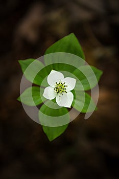 Bunchberry Flower