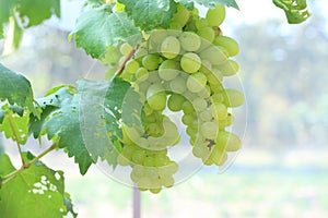 Bunche of green grapes on vine