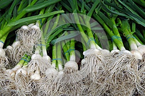 Bunched green scallions with bulbs and roots