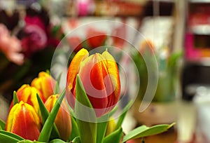 A bunched of red-yellow tulips