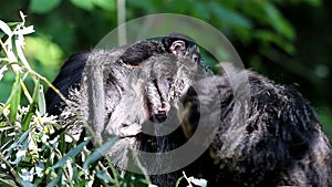 Bunched white-faced saki family with baby