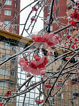 The bunches of ash berries, shackled with ice, hang on the branches of the tree