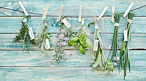 Bunches of assorted fresh green culinary herbs