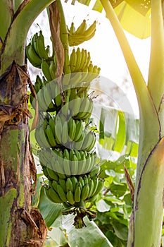 Bunches of banana growing on a tree