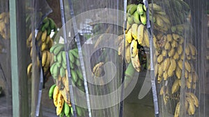 Bunches of bananas ripen at a roadside stand on the road to hana