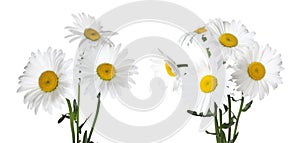 Bunches of beautiful chamomile flowers on white background. Banner design