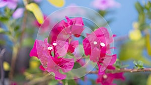 Bunches of beautiful pink Bougianvillea petals and petite white pistils on blurry blue background