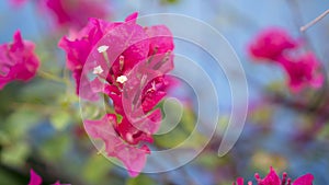 Bunches of beautiful pink Bougianvillea petals and petite white pistils on blurry blue background