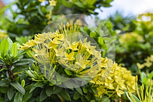 Bunches beautiful yellow petite petals Ixora hybrid blooming on gark green leaves blur background, closeup photo