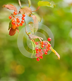 Berries of Viburnum opulus