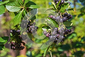 Bunches of black chokeberry