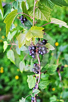 Bunches of black currant