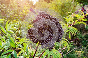 Bunches of black elderberry in the sunlight. Elderberry, black elderberry, European elderberry. Autumn, late summer. Medicinal