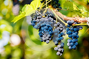 Bunches of black grapes hanging on a vine during the day sun