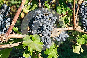 Bunches of black grapes on the rows of vines in Franciacorta