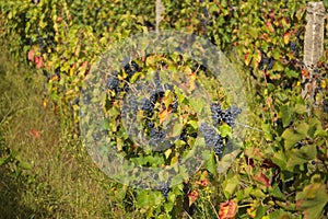 Bunches of black grapes on the vine